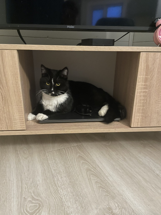 Счастливый котяра 