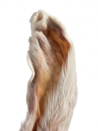 Ухо кролика Гигант 